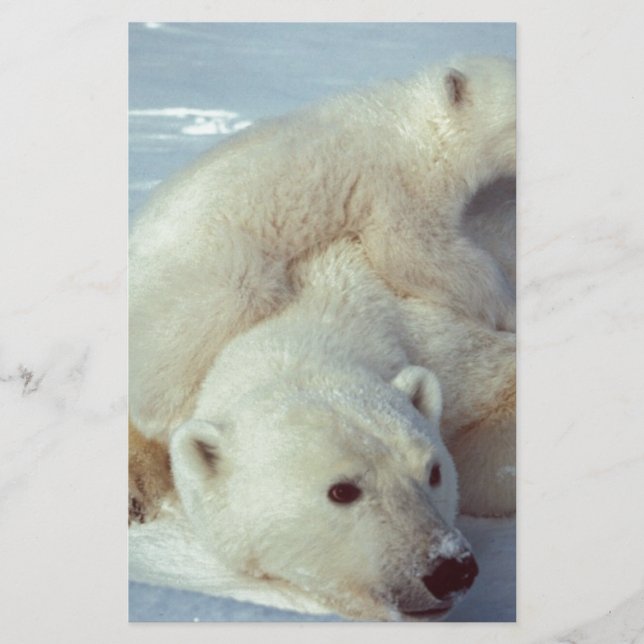 Urso Polar (Frente)