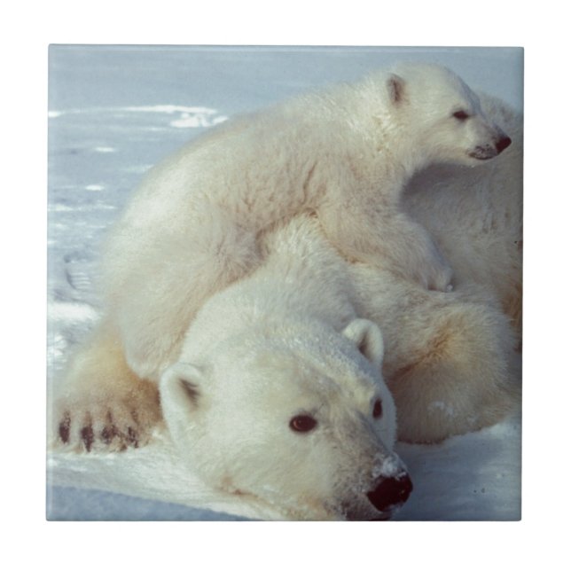 Urso Polar (Frente)