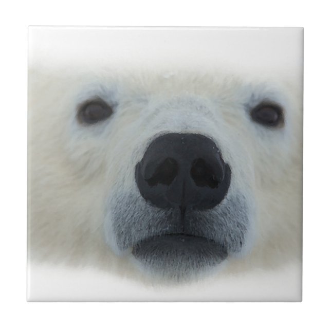 Urso Polar (Frente)
