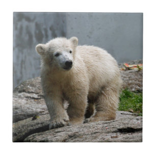 Urso Polar 010