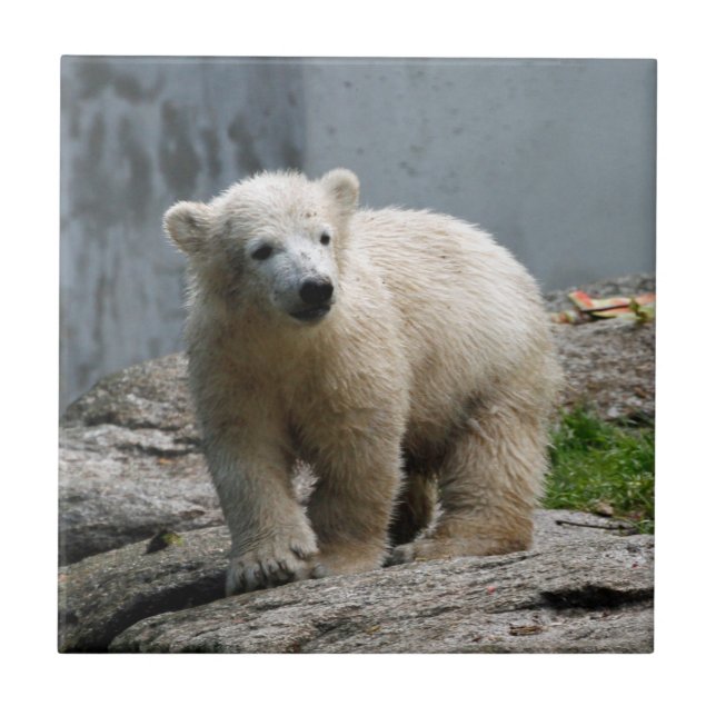 Urso Polar 010 (Frente)