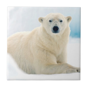 Urso polar adulto grande javali no gelo de verão