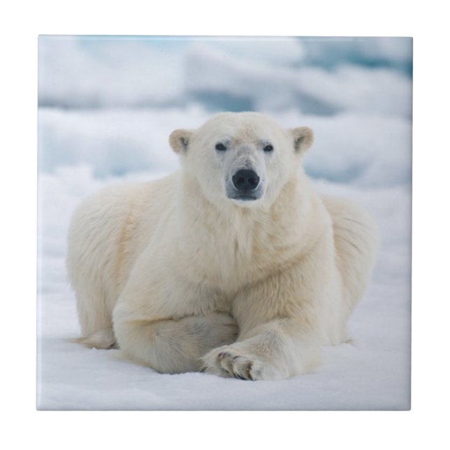 Urso polar adulto no gelo da mochila de verão (Frente)