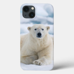 Urso polar adulto no gelo de bloco do verão