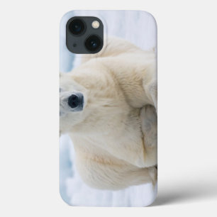 Urso polar adulto no gelo de bloco do verão
