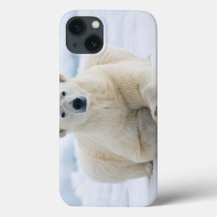 Urso polar adulto no gelo de bloco do verão