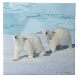 Urso polar, dois copos no gelo de bloco, Ursus