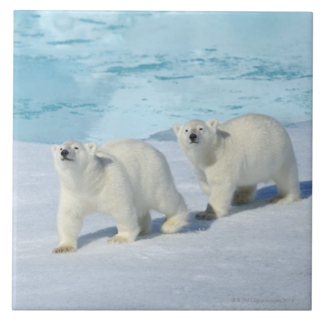 Urso polar, dois copos no gelo de bloco, Ursus (Frente)