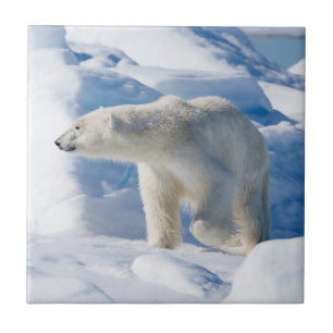 Urso Polar Jovem Masculino