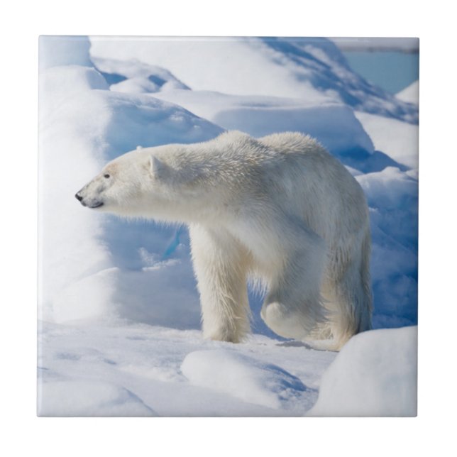 Urso Polar Jovem Masculino (Frente)