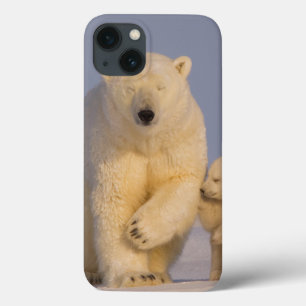 urso polar, maritimus do Ursus, porca com 3