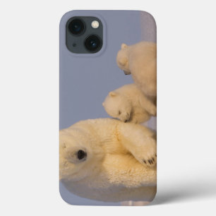 urso polar, maritimus do Ursus, porca com 3