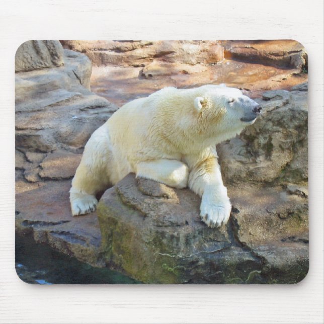 Urso polar Mousepad (Frente)