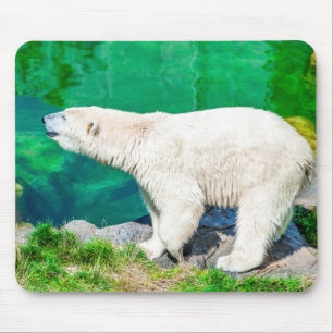 Urso polar Mousepad