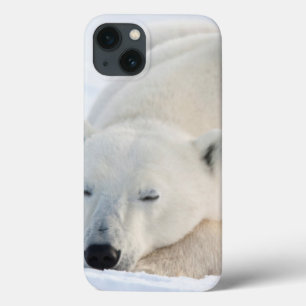 Urso polar no inverno