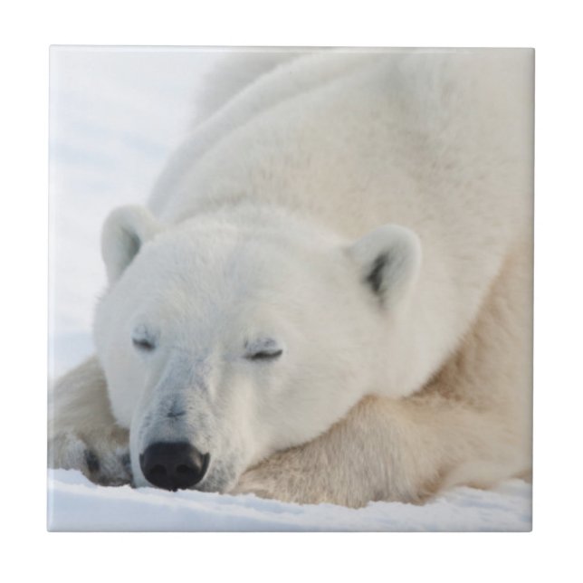 Urso Polar no inverno (Frente)