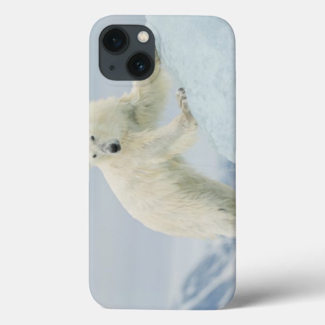 Urso polar no verão (Verso)