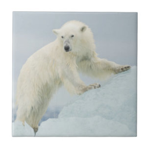 Urso polar no verão