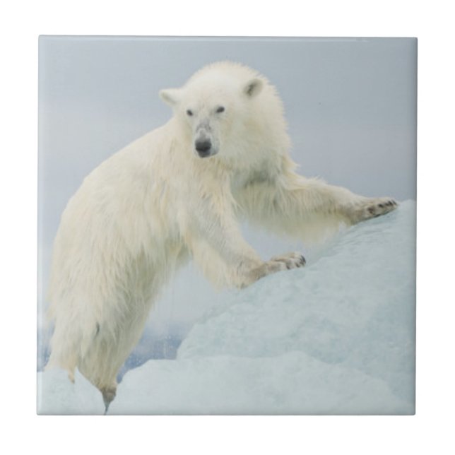 Urso polar no verão (Frente)