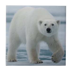 Urso Polar, Ursus Maritimus, Adulto