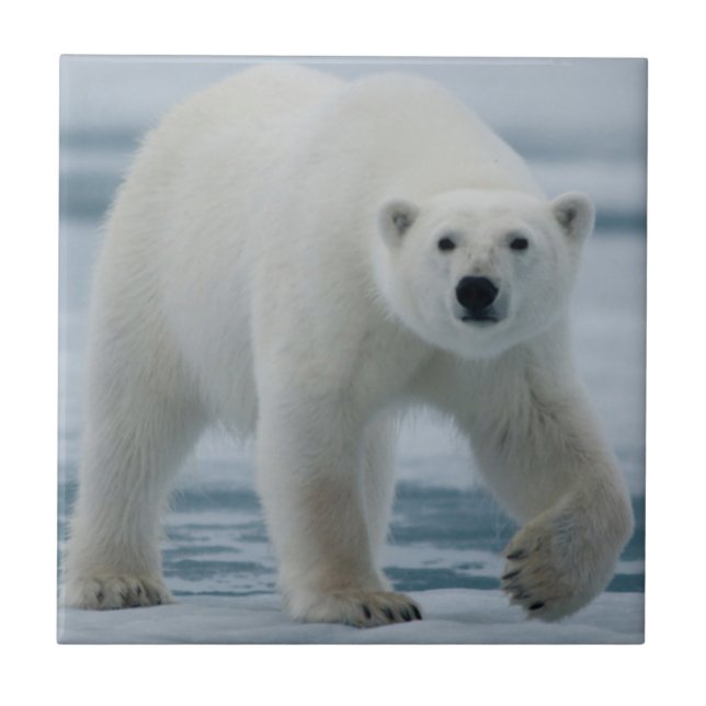 Urso Polar, Ursus Maritimus, Adulto (Frente)