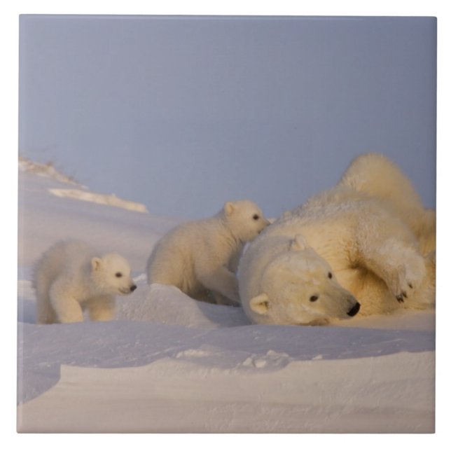 urso polar, Ursus maritimus, fêmea brincando (Frente)