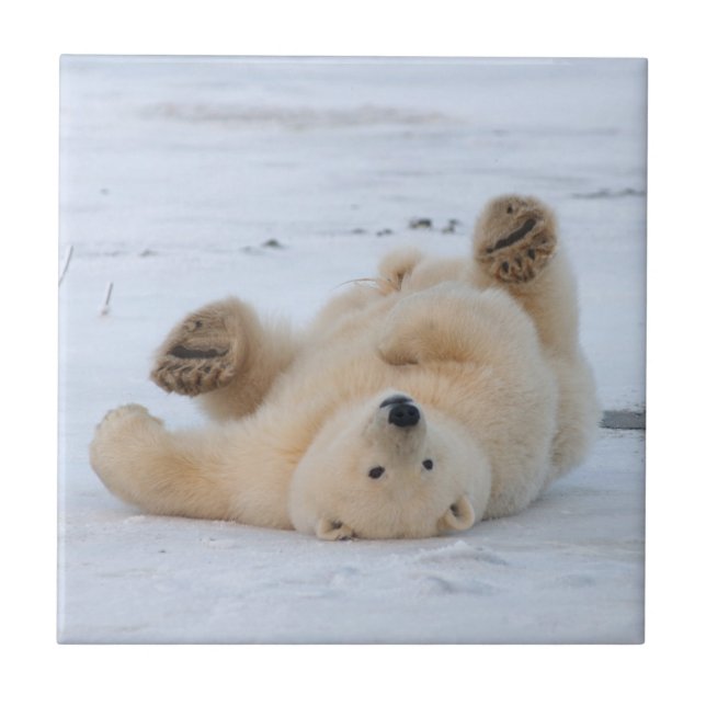 urso polar, Ursus maritimus, filhote 3 (Frente)