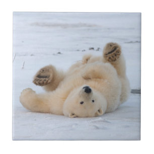 urso polar, Ursus maritimus, filhote rolando 3