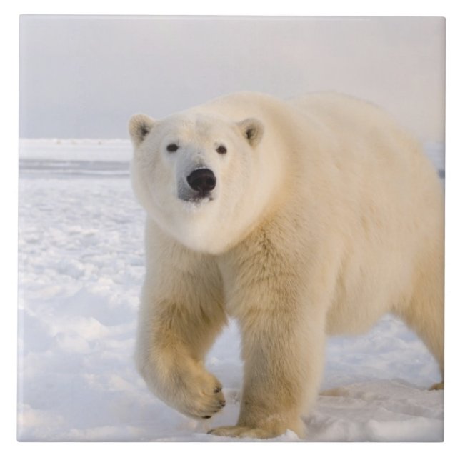urso polar, Ursus maritimus, no gelo e neve, 2 (Frente)