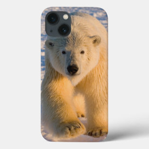 urso polar, Ursus maritimus, urso polar no gelo
