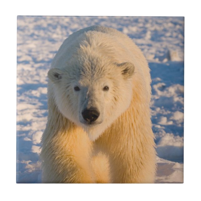 urso polar, Ursus maritimus, urso polar sobre gelo (Frente)
