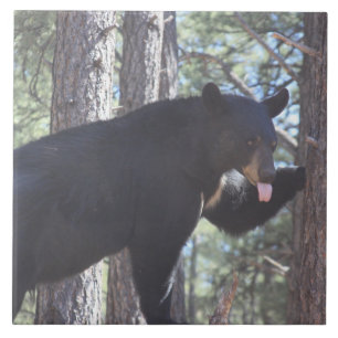 Urso Preto
