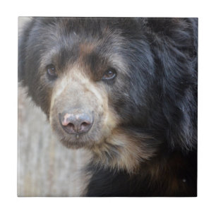 Urso preto adorável