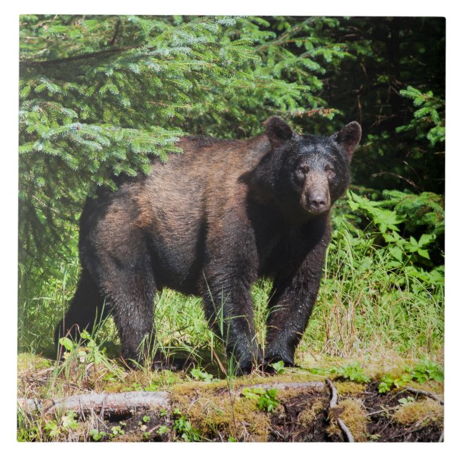 Urso preto alfa (Frente)
