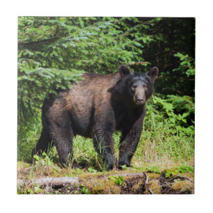 Urso Preto Alpha