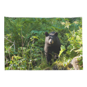 Urso Preto Curioso