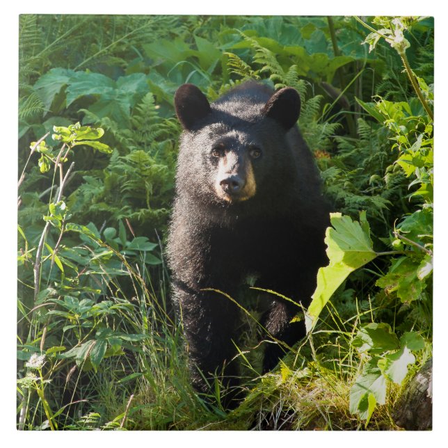 Urso preto curioso (Frente)