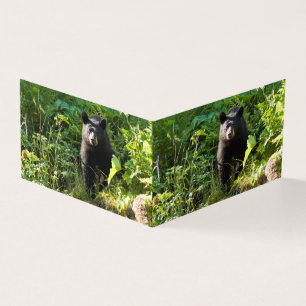 Urso Preto Curioso