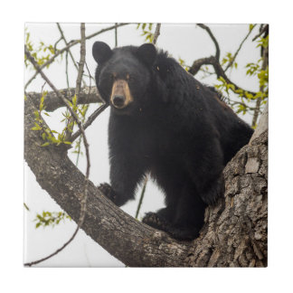 Urso preto de escalada