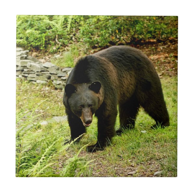 Urso preto de Pensilvânia (Frente)