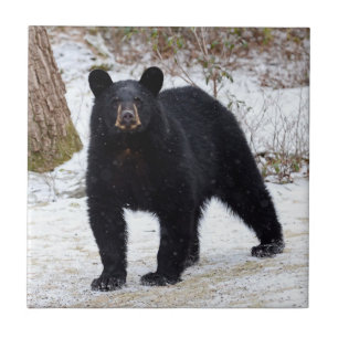 Urso preto de Pensilvânia no inverno