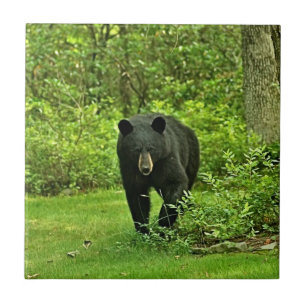 Urso preto do quintal