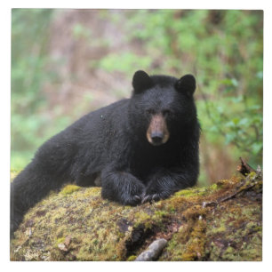 Urso preto em um tronco de crescimento antigo na