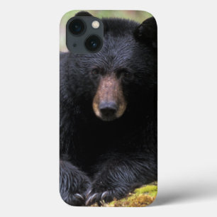 Urso preto em um tronco de crescimento antigo na