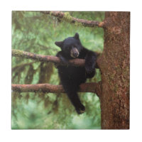 urso preto, Ursus americanus, filhote em uma árvor