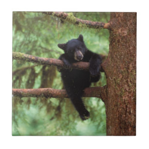 urso preto, Ursus americanus, filhote em uma árvor