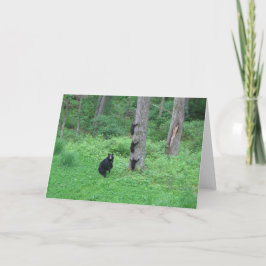 Urso & três Cubs - cartões - Reitzner