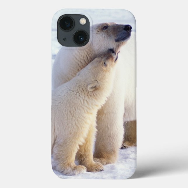 Ursoaica polar com filhote, matilha (Verso)
