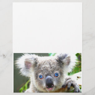 Ursos de Koala