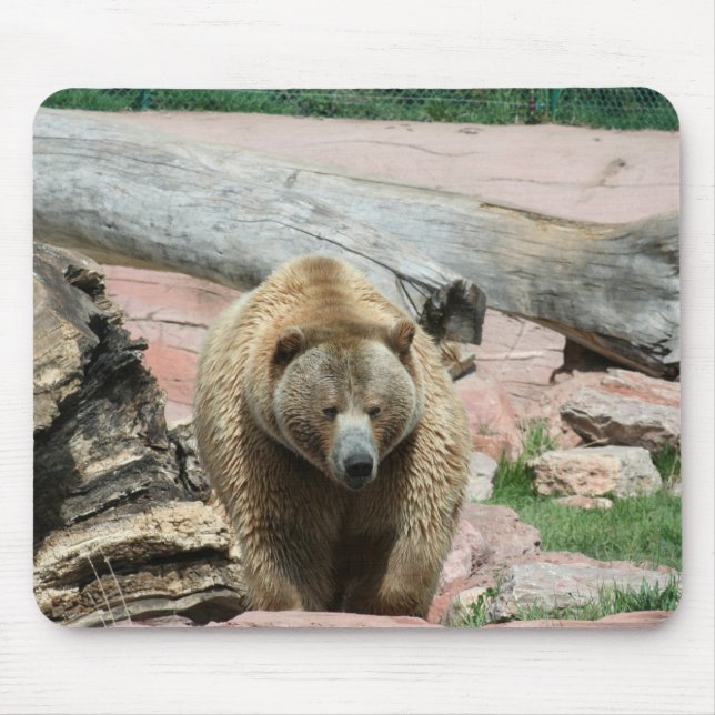 Ursos de Mouse Pad Grizzly da Dakota do Sul (Frente)